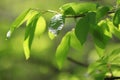 Young branches with leaves Royalty Free Stock Photo