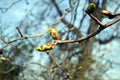 Young branches with leaves and buds Royalty Free Stock Photo