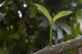 Young branches and leaves that grow from the branches of the mangosteen tree.