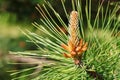 Young branches of a pine. Royalty Free Stock Photo