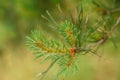 Young branches of pine tree. Royalty Free Stock Photo