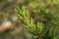 Young branches of pine tree. Royalty Free Stock Photo