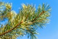 Branches of resinous pine against of blue spring sky Royalty Free Stock Photo