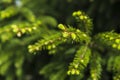 Young branches of spruce