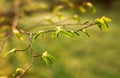 Young branches of tree with green fresh leaves