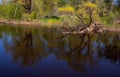 Young branches of trees with fresh leaves are reflected in the forest river on a windy spring sunny day Royalty Free Stock Photo