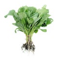 Young Brassicaceae Royalty Free Stock Photo