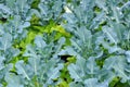 Young Brassicaceae Royalty Free Stock Photo