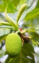 Young breadfruit scientific name: Artocarpus altilis .