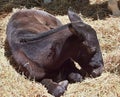 Young breed foal at an exhibition for breed horses