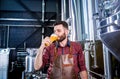 Young brewer wearing a leather apron is testing beer at a modern brewery