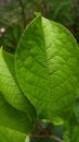 Young bright green leaf bird cherry, background, wallpaper