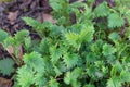 Young bright green leaves of nettle plant.Close up in blur.Concept of usefulness of plants in medicine, fertilizer for the garden Royalty Free Stock Photo