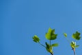 Young bright green leaves of Tulip tree Liriodendron tulipifera, called American or Tulip Poplar on blue sky background