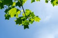 Young bright green leaves of Tulip tree Liriodendron tulipifera, called Tuliptree, American or Tulip Poplar on blue sky backgrou