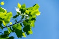 Young bright green leaves of Tulip tree Liriodendron tulipifera, called Tuliptree, American or Tulip Poplar on blue sky backgrou