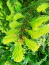 young bright green spruce branches