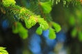 Young bright green spruce twigs for christmas close up