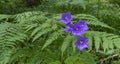 Young bright leaves and flowers of purple bell and fern Royalty Free Stock Photo