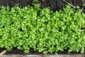 Young bright parsley grows in the garden. View from above