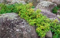 bright wild dog rose on the background of the rocks