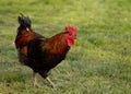 Young brightly colored rooster standing in green grass Royalty Free Stock Photo