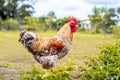 Young brightly colored rooster standing in lime green grass at sunset Royalty Free Stock Photo