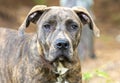 Young brindle Plott Hound and Mastiff mix breed dog outside on leash