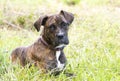 Young brindle Plott Hound mix breed dog laying down outside on leash