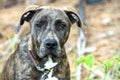 Young brindle Plott Hound mix breed dog outside on leash