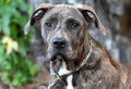 Young brindle Plott Hound mix breed dog outside on leash