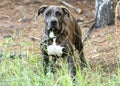 Young brindle Plott Hound mix breed dog outside on leash