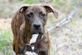 Young brindle Plott Hound mix breed dog outside on leash