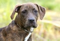 Young brindle Plott Hound mix breed dog portrait