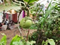 Young Brinjal or Egg Plant with Fruit Growing in a House Garden Royalty Free Stock Photo