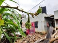 Young Brinjal or Egg Plant with Fruit Growing in a House Garden Royalty Free Stock Photo