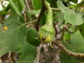 Young Brinjal or Egg Plant with Fruit Growing in a House Garden