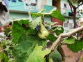 Young Brinjal or Egg Plant with Fruit Growing in a House Garden