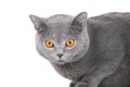 Young British blue cat sitting on isolated white Royalty Free Stock Photo