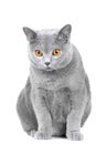 Young British blue cat sitting on white
