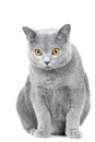 Young British blue cat sitting on white Royalty Free Stock Photo