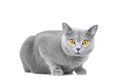 Young British blue cat sitting on white Royalty Free Stock Photo
