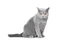 Young British blue cat sitting on white Royalty Free Stock Photo