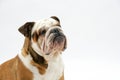 A British Bulldog sits on a white background obediently