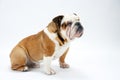 A British Bulldog waits obediently on a white background to be offered a treat