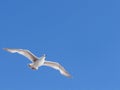 Young British Seagull Flying in the Blue Skies Above Brighton Royalty Free Stock Photo