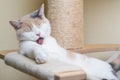 Britsh shorthair cat scratching post Royalty Free Stock Photo