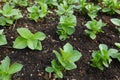 young broad bean plants growing in the urban vegetable garden. broad bean leaves Royalty Free Stock Photo