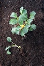 Young broccoli cabbage plants ready for planting on dark brown s Royalty Free Stock Photo