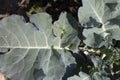 Young broccoli leaves with caterpillars sitting on them. Young broccoli in the garden. Royalty Free Stock Photo